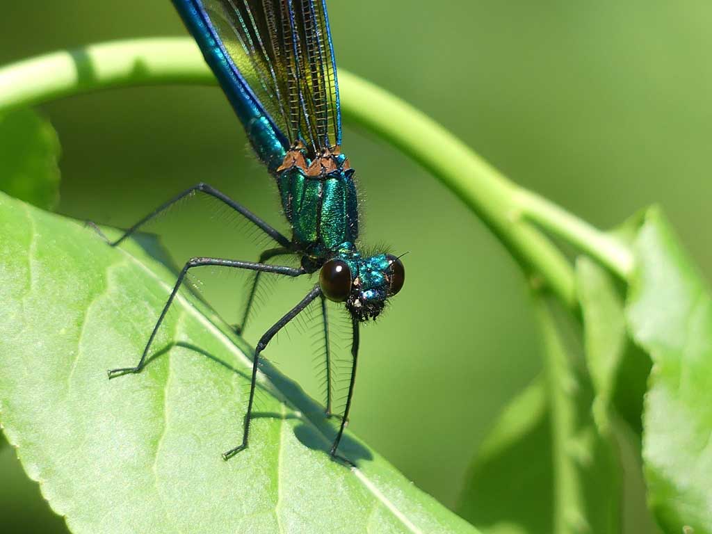 Calopteryx_virgo